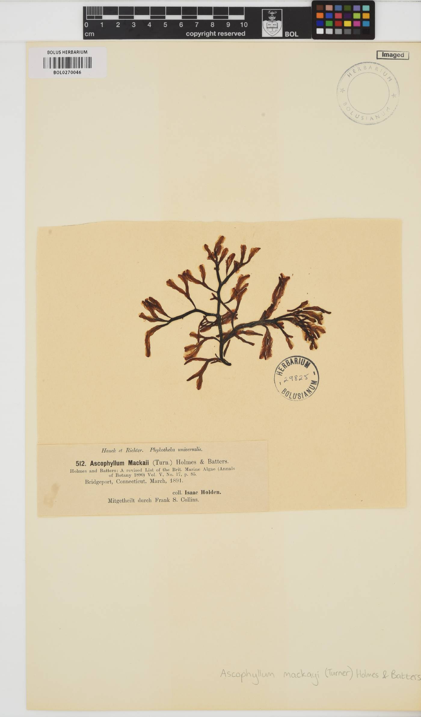 Ascophyllum nodosum image