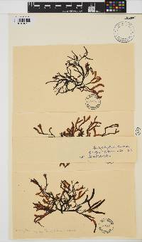 Ascophyllum nodosum image