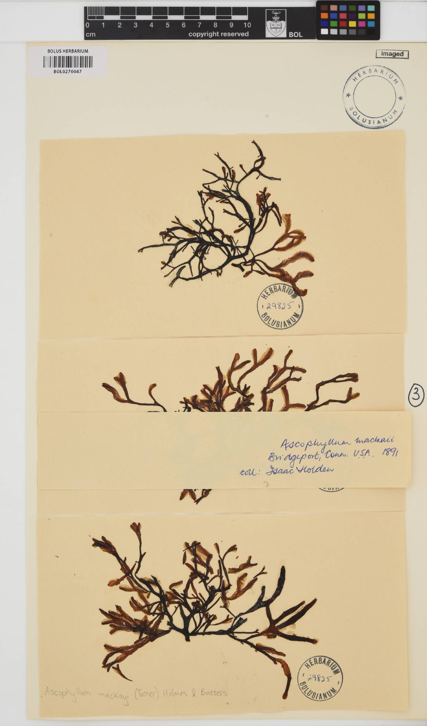 Ascophyllum nodosum image