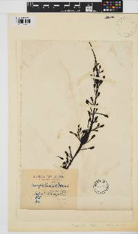 Image of Ascophyllum nodosum