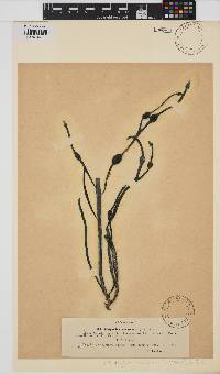 Ascophyllum nodosum image