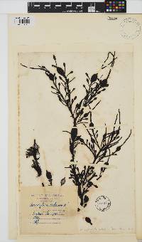Ascophyllum nodosum image