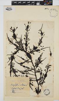 Ascophyllum nodosum image
