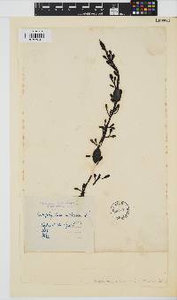 Ascophyllum nodosum image