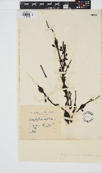 Ascophyllum nodosum image