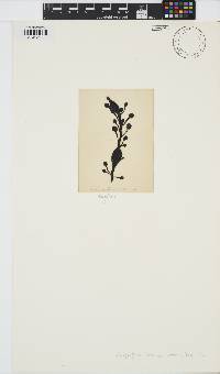 Ascophyllum nodosum image