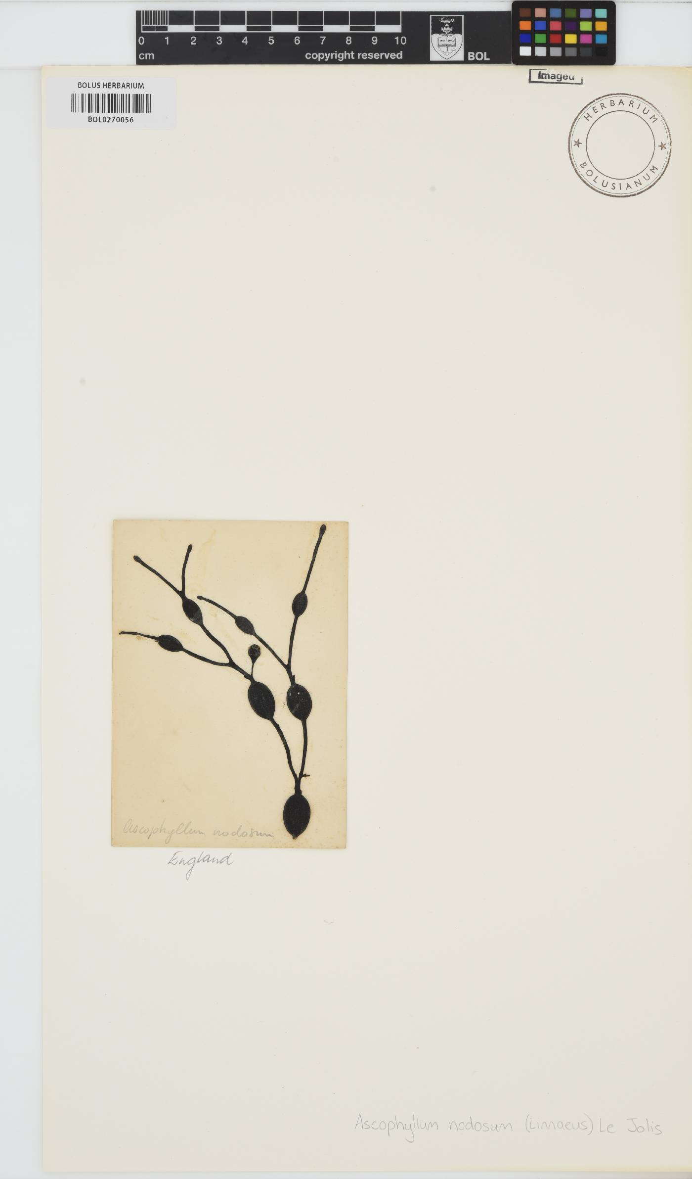 Ascophyllum nodosum image