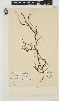 Ascophyllum nodosum image