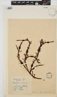 Ascophyllum nodosum image