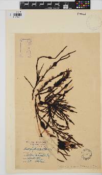 Ascophyllum nodosum image