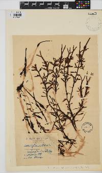 Ascophyllum nodosum image