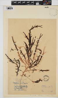 Ascophyllum nodosum image