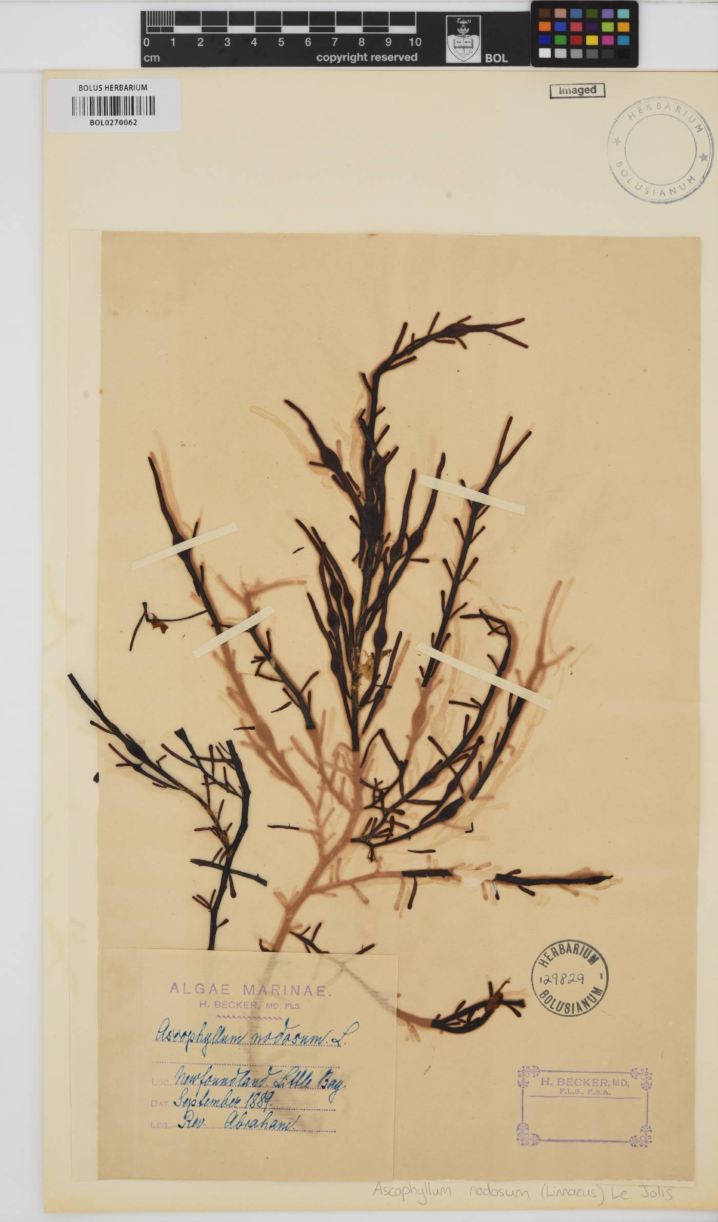 Fucaceae image