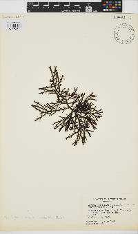 Ascophyllum nodosum image