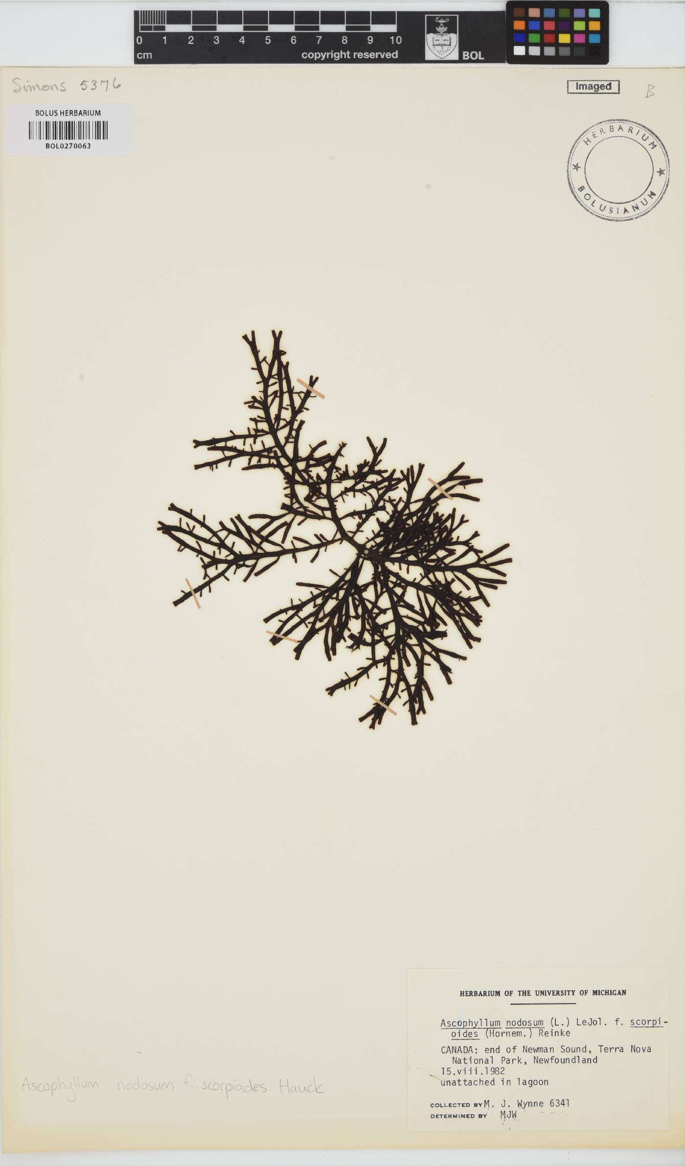Ascophyllum nodosum f. scorpioides image