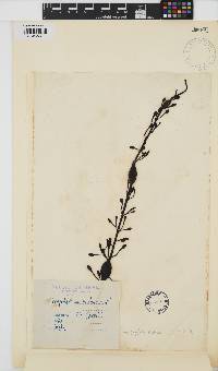 Ascophyllum nodosum image
