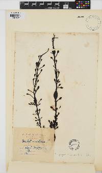 Ascophyllum nodosum image