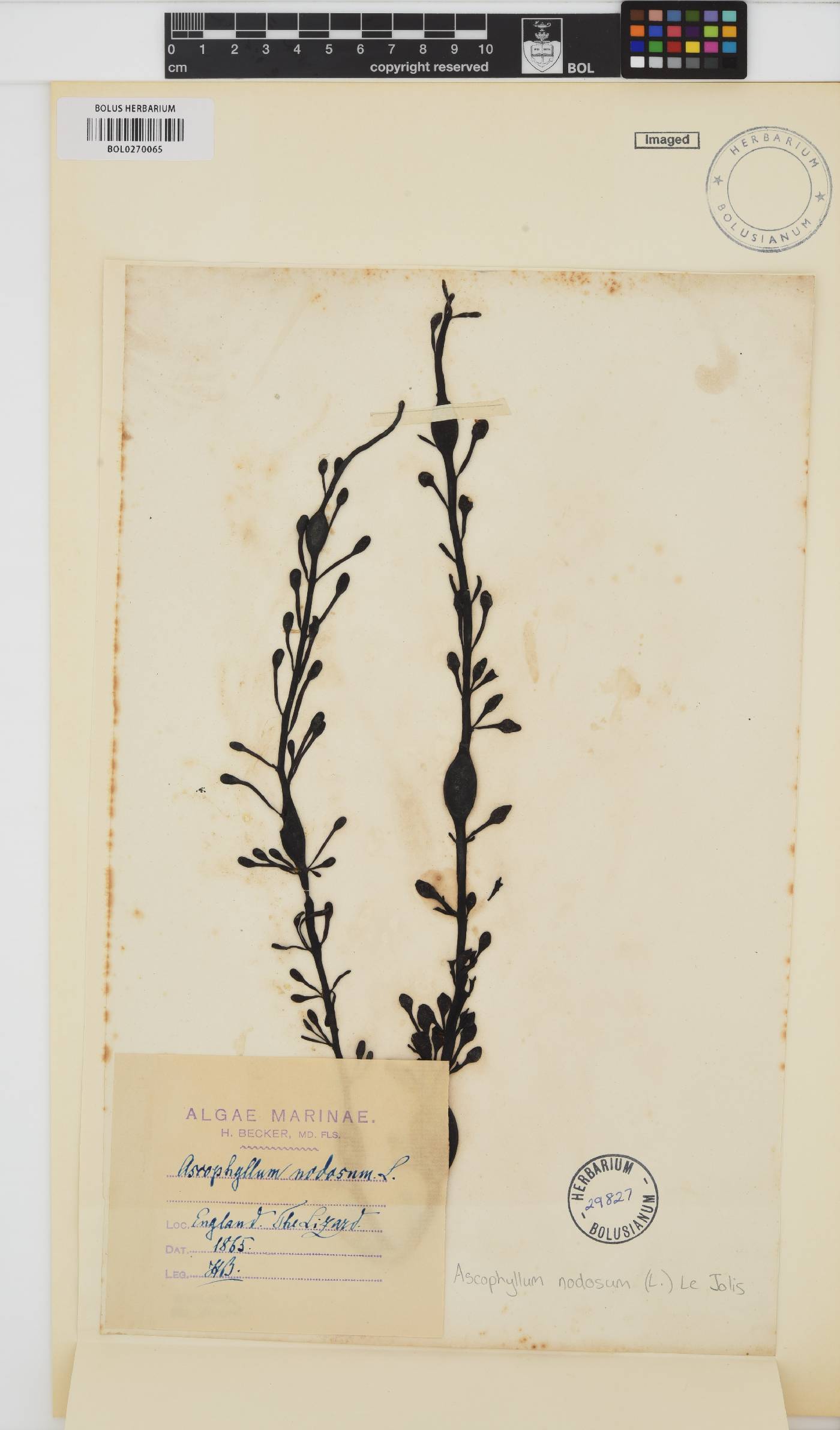 Ascophyllum nodosum image