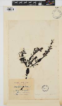 Ascophyllum nodosum image