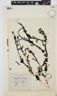 Ascophyllum nodosum image
