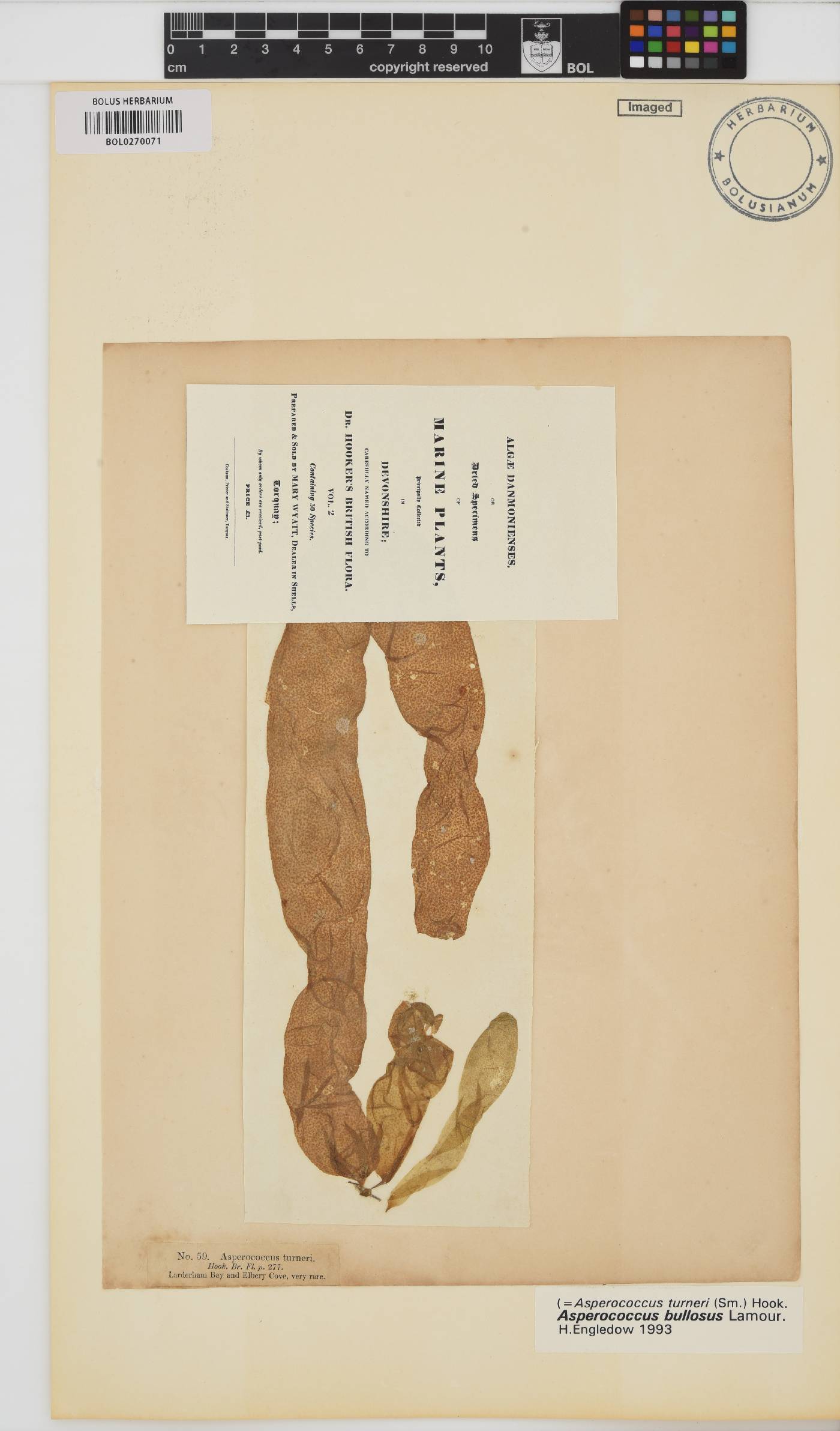 Asperococcus bullosus image