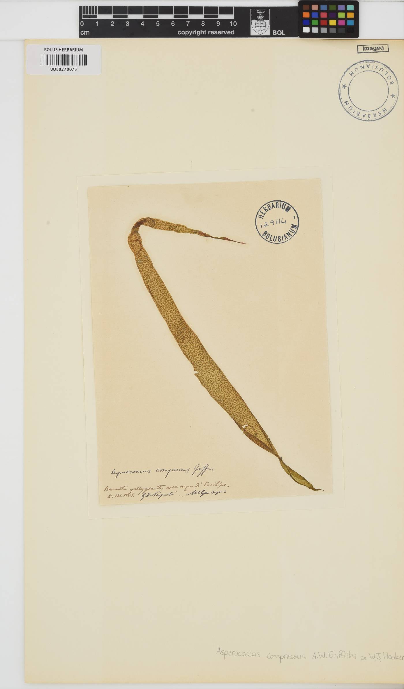 Asperococcus ensiformis image