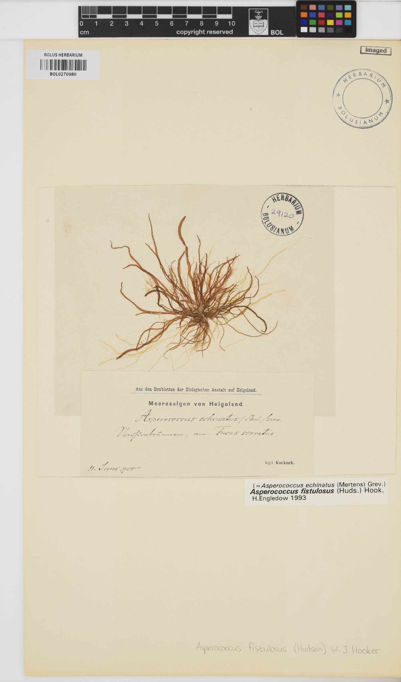 Asperococcus fistulosus image
