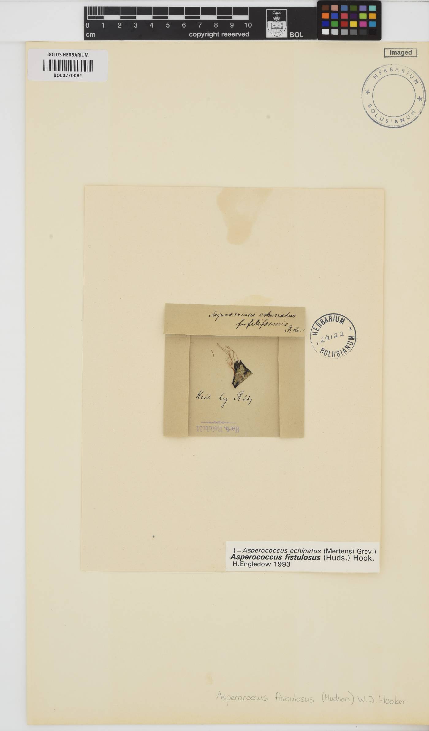 Asperococcus fistulosus image