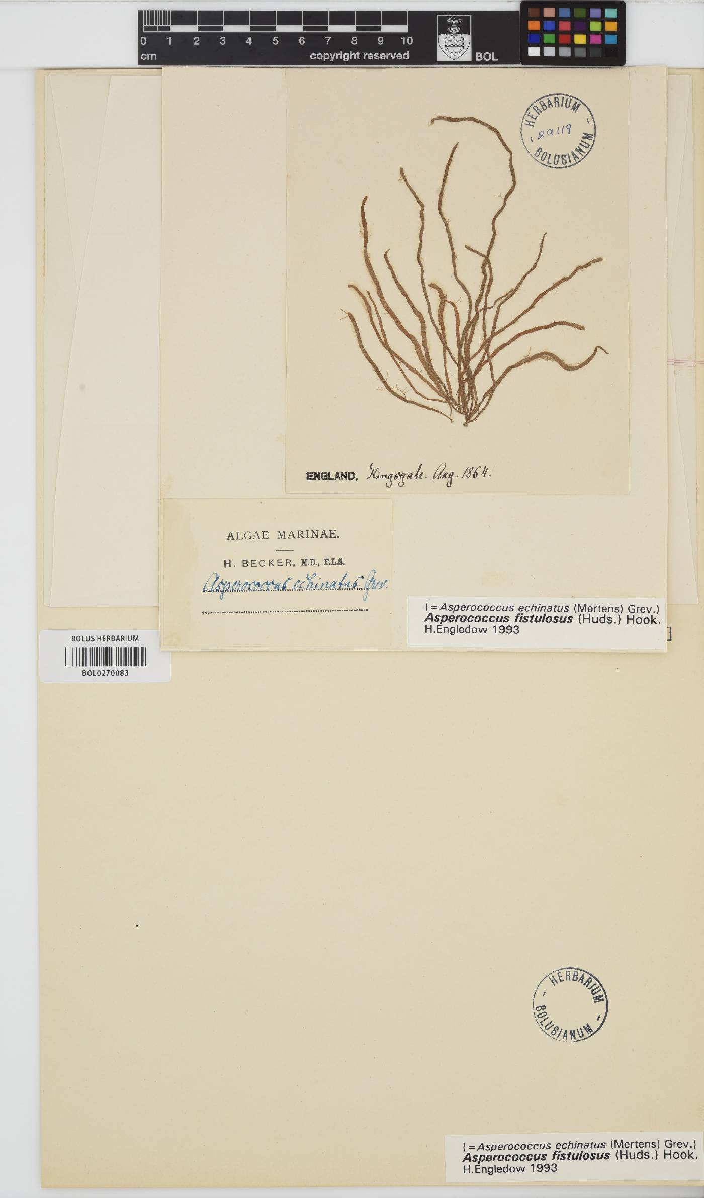 Asperococcus fistulosus image
