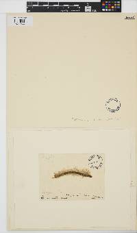 Litosiphon laminariae image