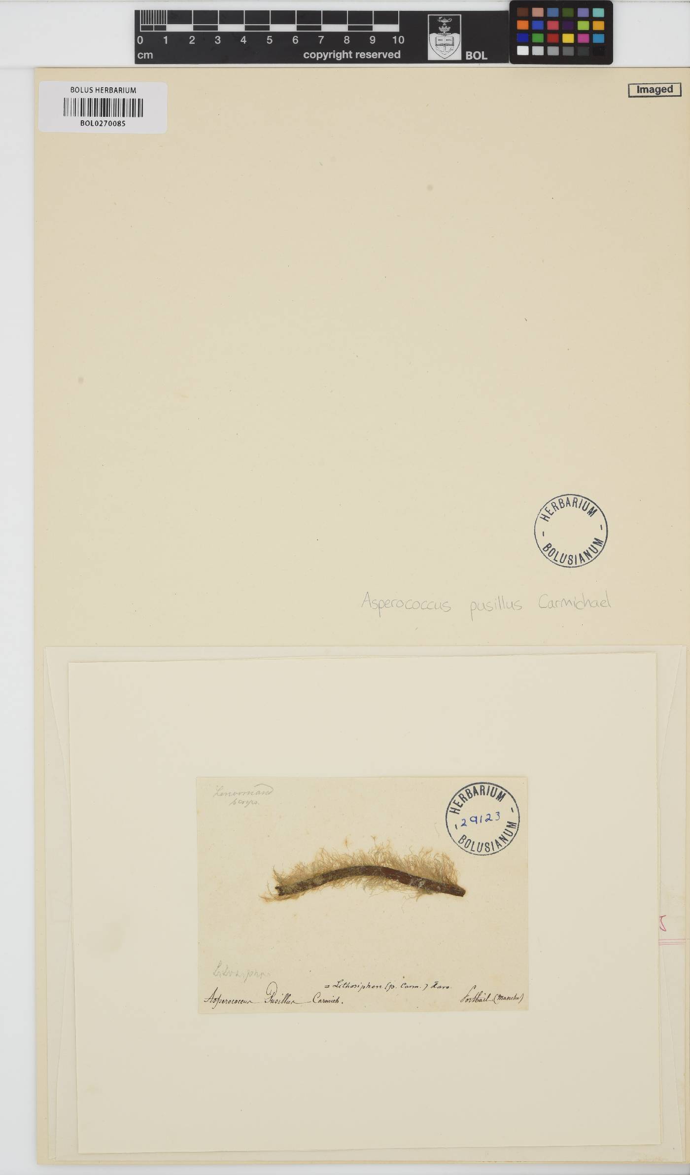 Litosiphon laminariae image
