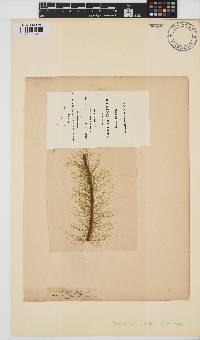 Litosiphon laminariae image