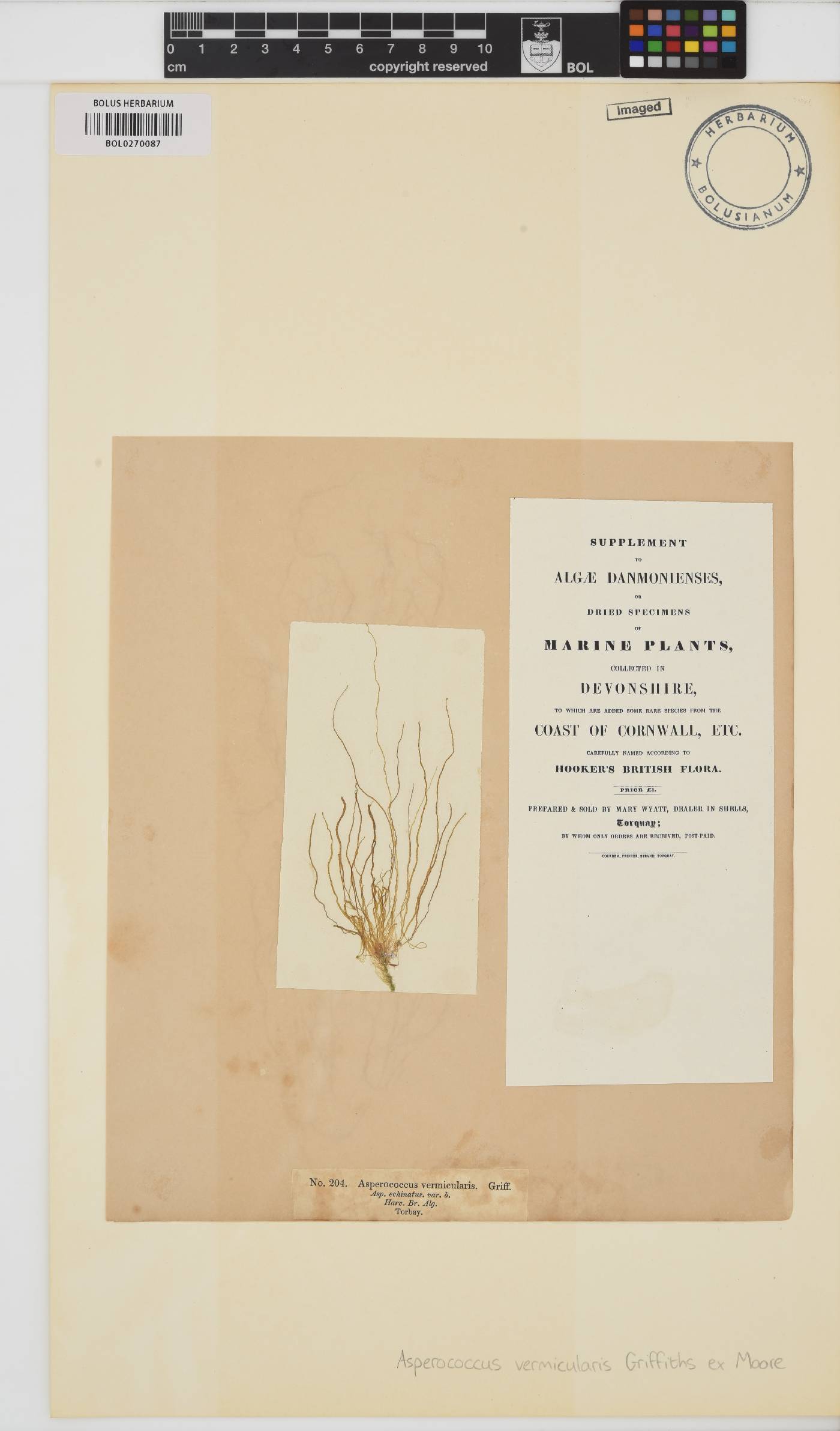 Asperococcus fistulosus f. vermicularis image