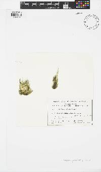 Vaucheria piloboloides image