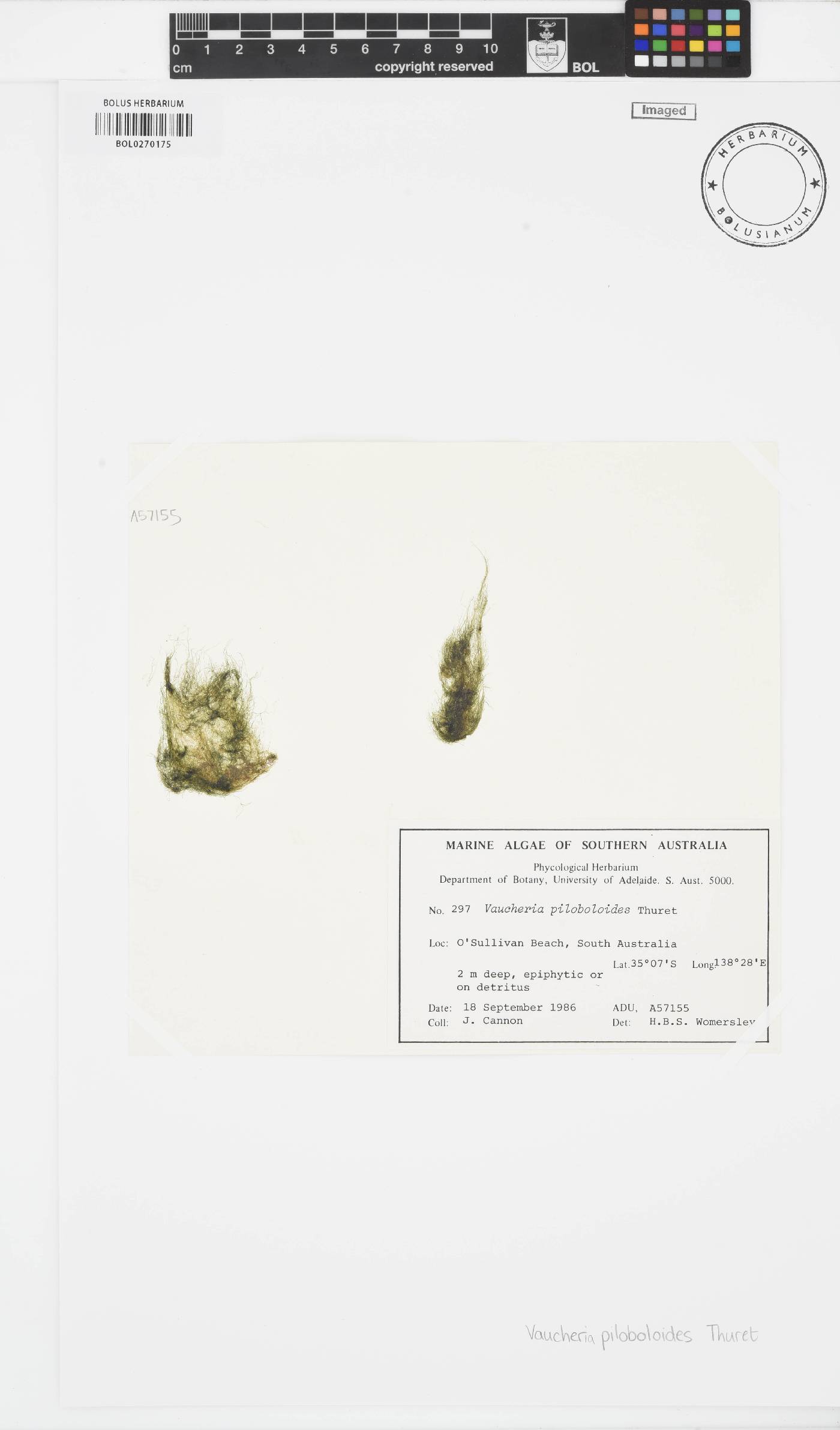 Vaucheriaceae image