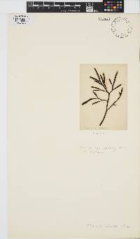 Image of Bifurcaria bifurcata