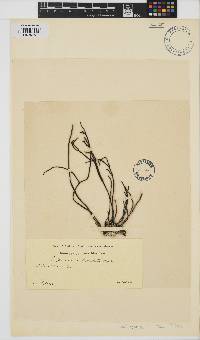 Bifurcaria bifurcata image