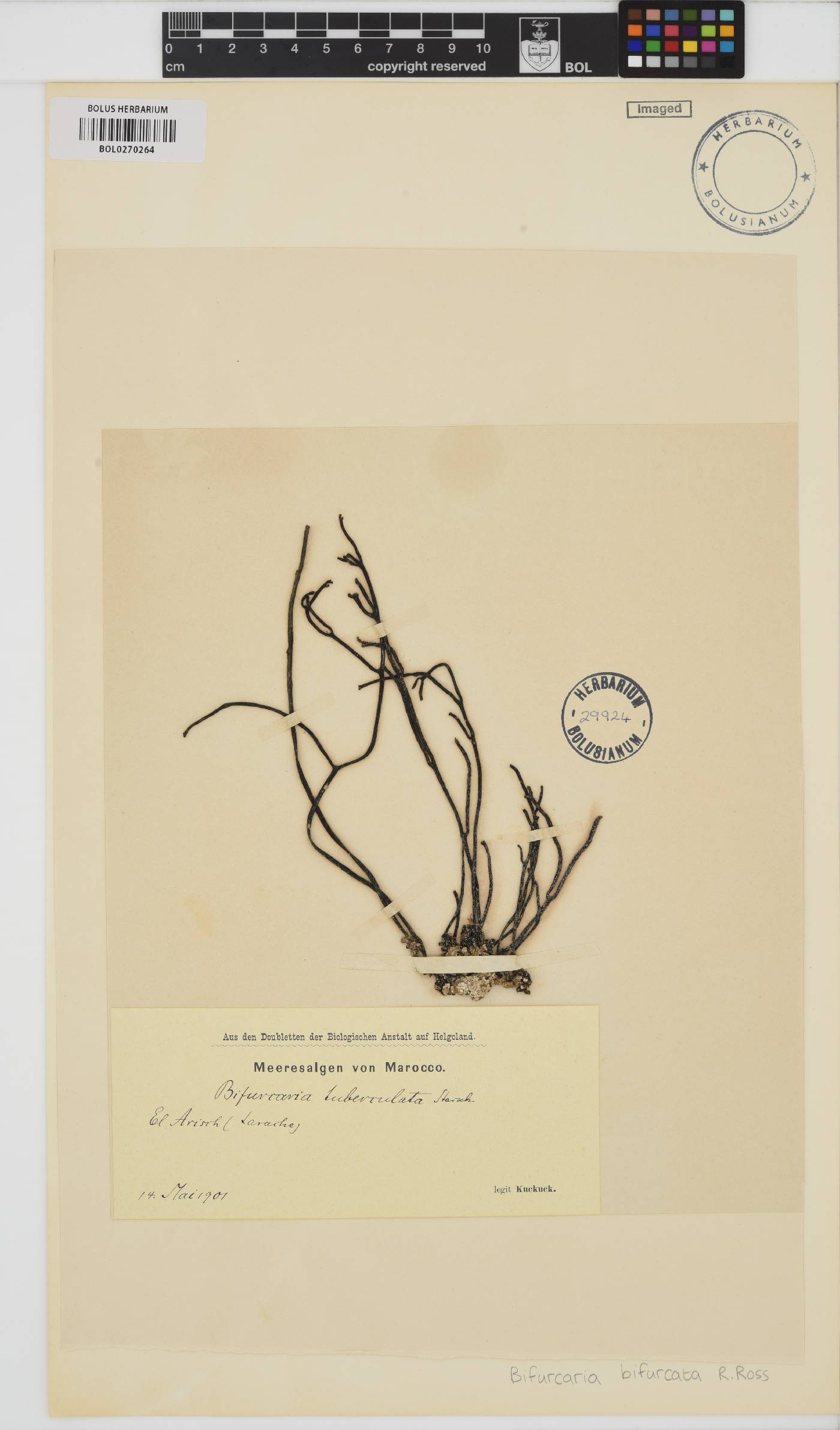 Bifurcaria image