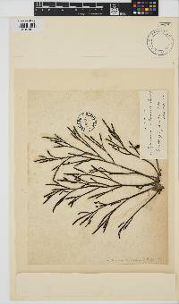 Bifurcaria bifurcata image