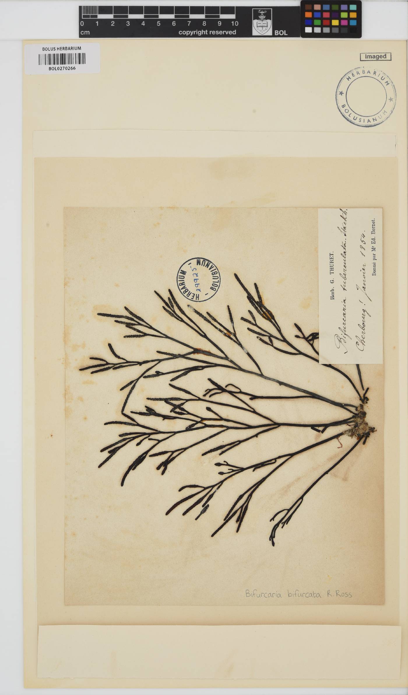 Bifurcaria bifurcata image