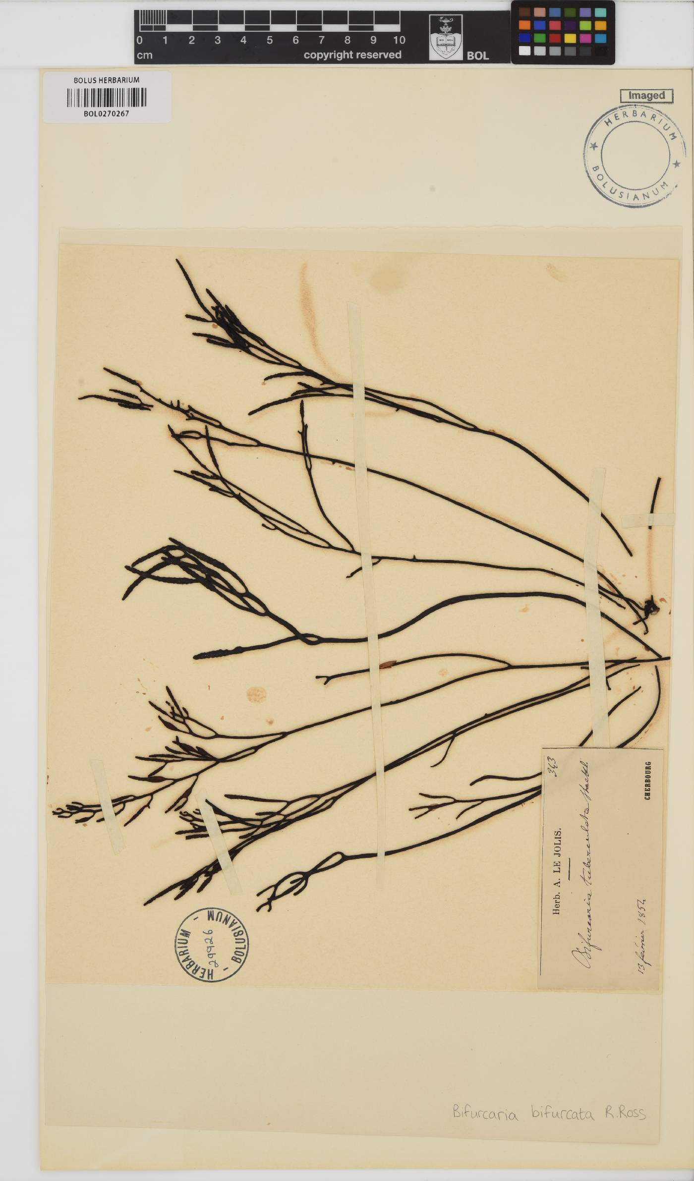 Bifurcaria bifurcata image