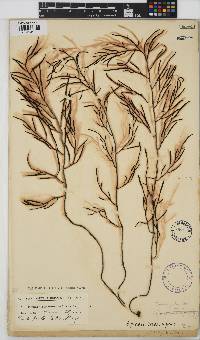 Brassicophycus sisymbrioides image