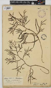 Brassicophycus sisymbrioides image