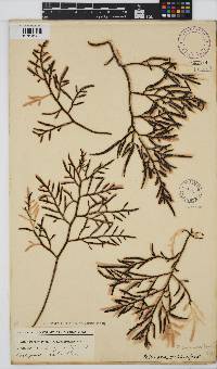 Brassicophycus sisymbrioides image
