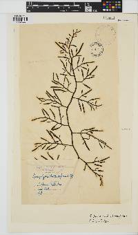 Brassicophycus sisymbrioides image