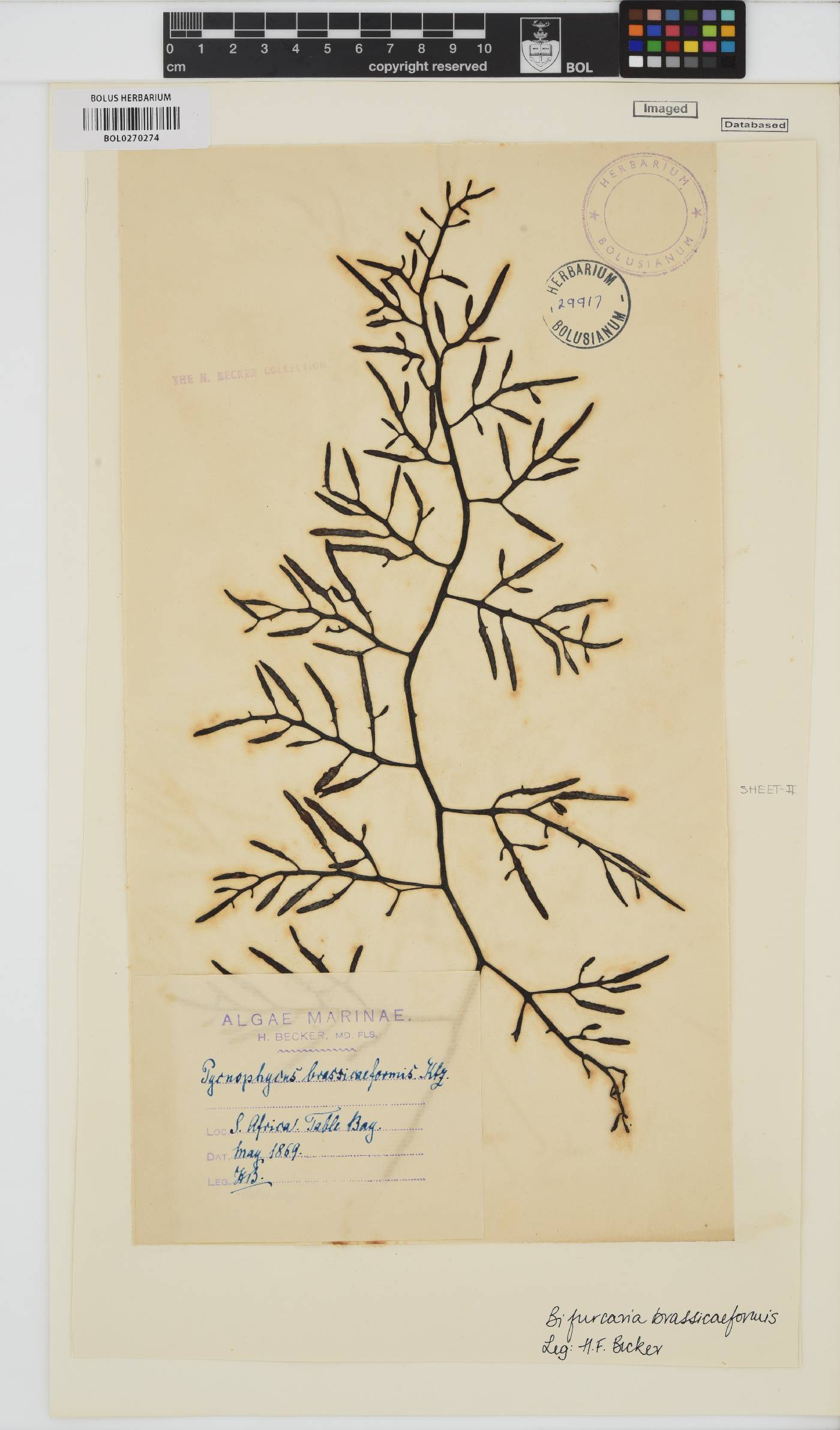 Brassicophycus sisymbrioides image