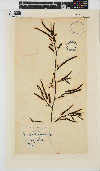 Brassicophycus sisymbrioides image