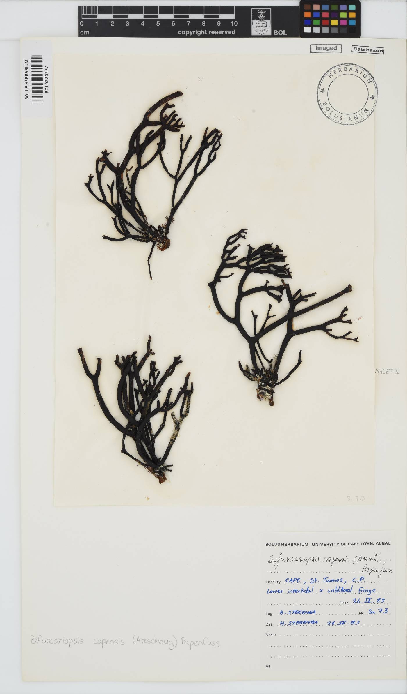 Bifurcariopsis capensis image