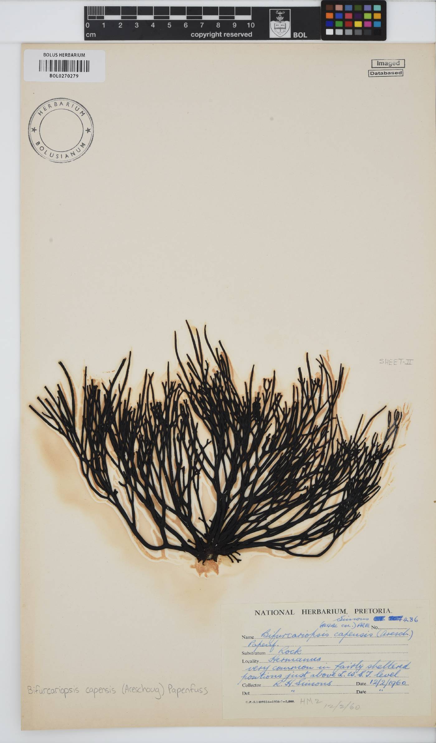 Bifurcariopsis capensis image