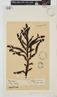 Image of Carpoglossum confluens